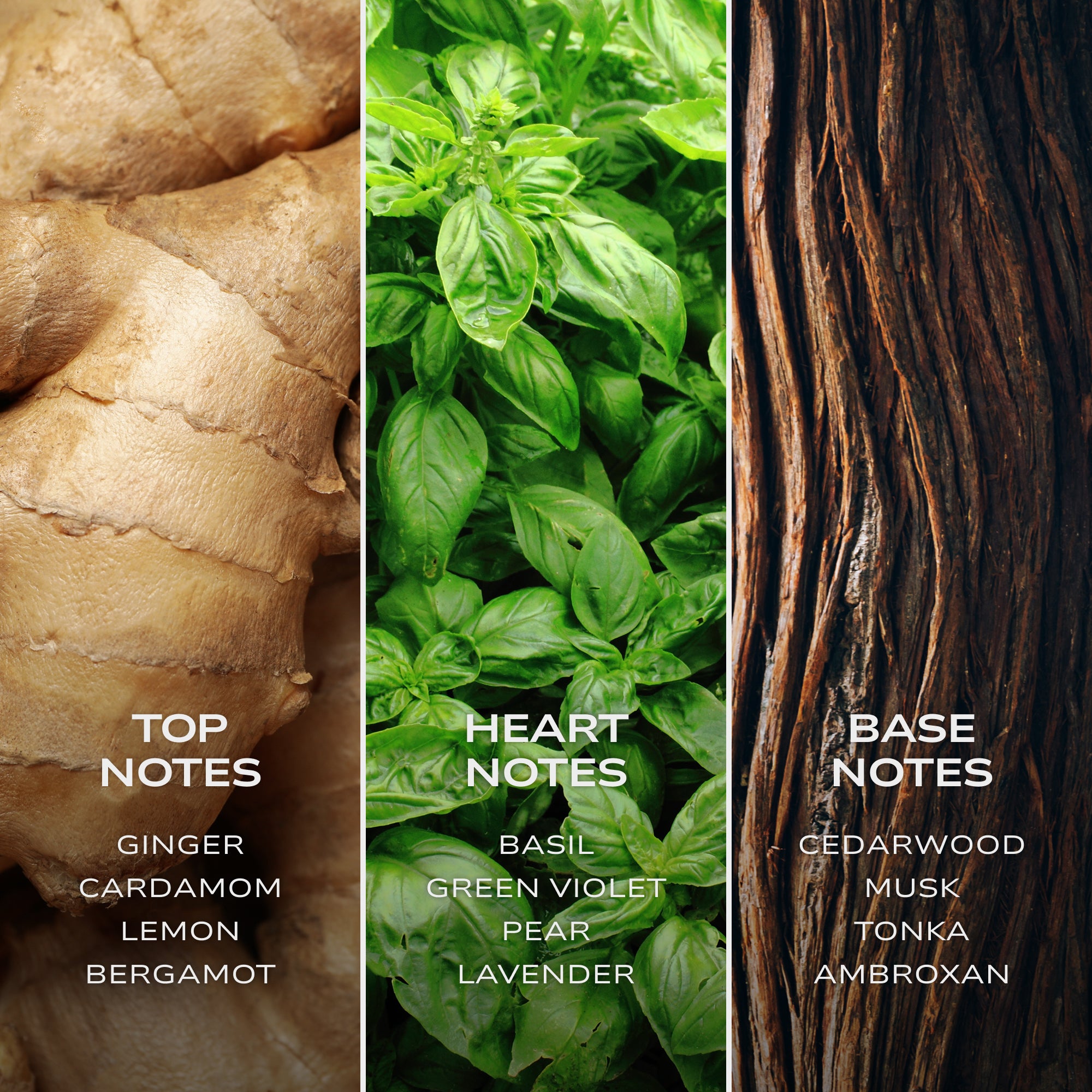 INTELLIGENT Hydrogen